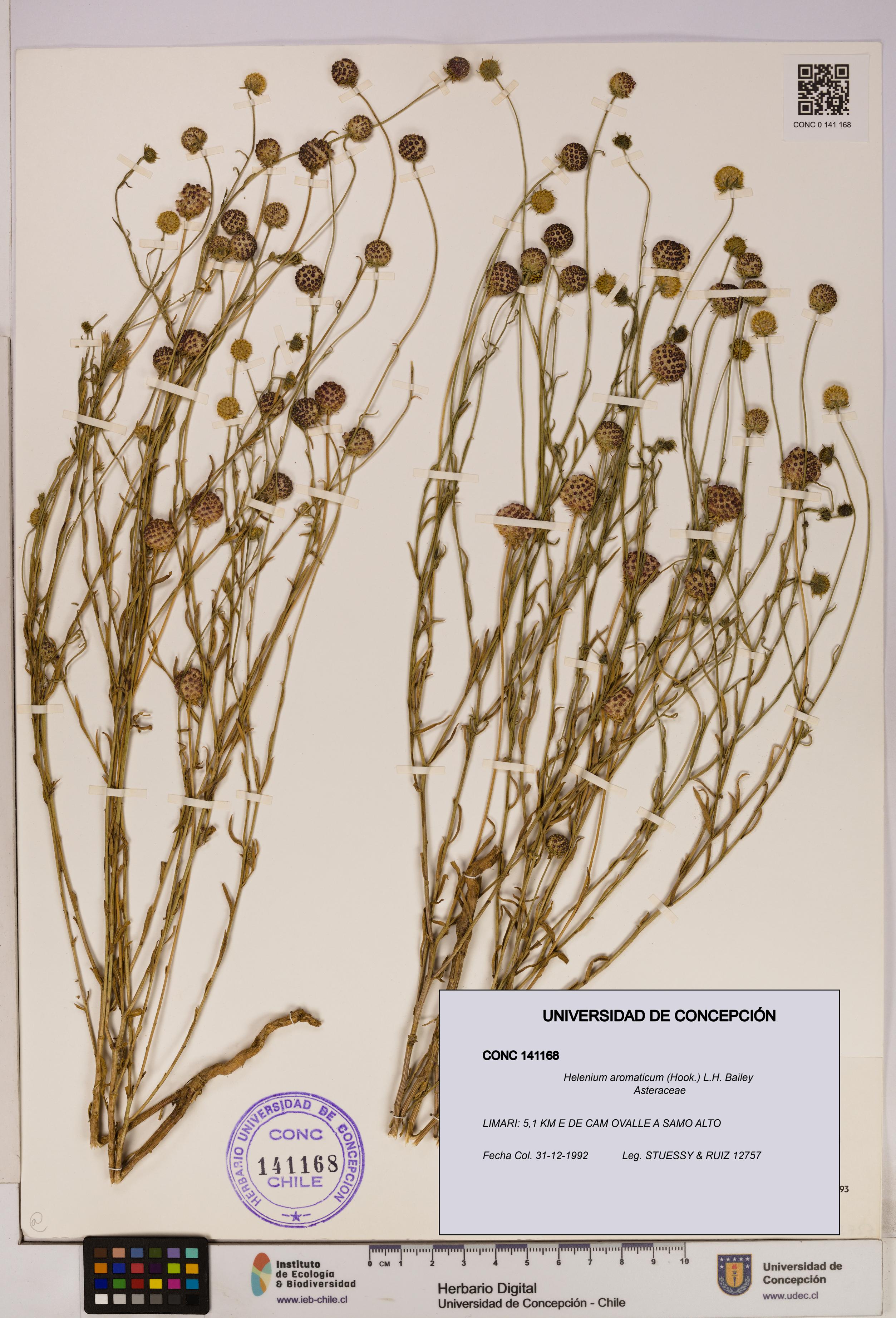 Helenium aromaticum [Espécimen: UDEC:CONC:0141168]