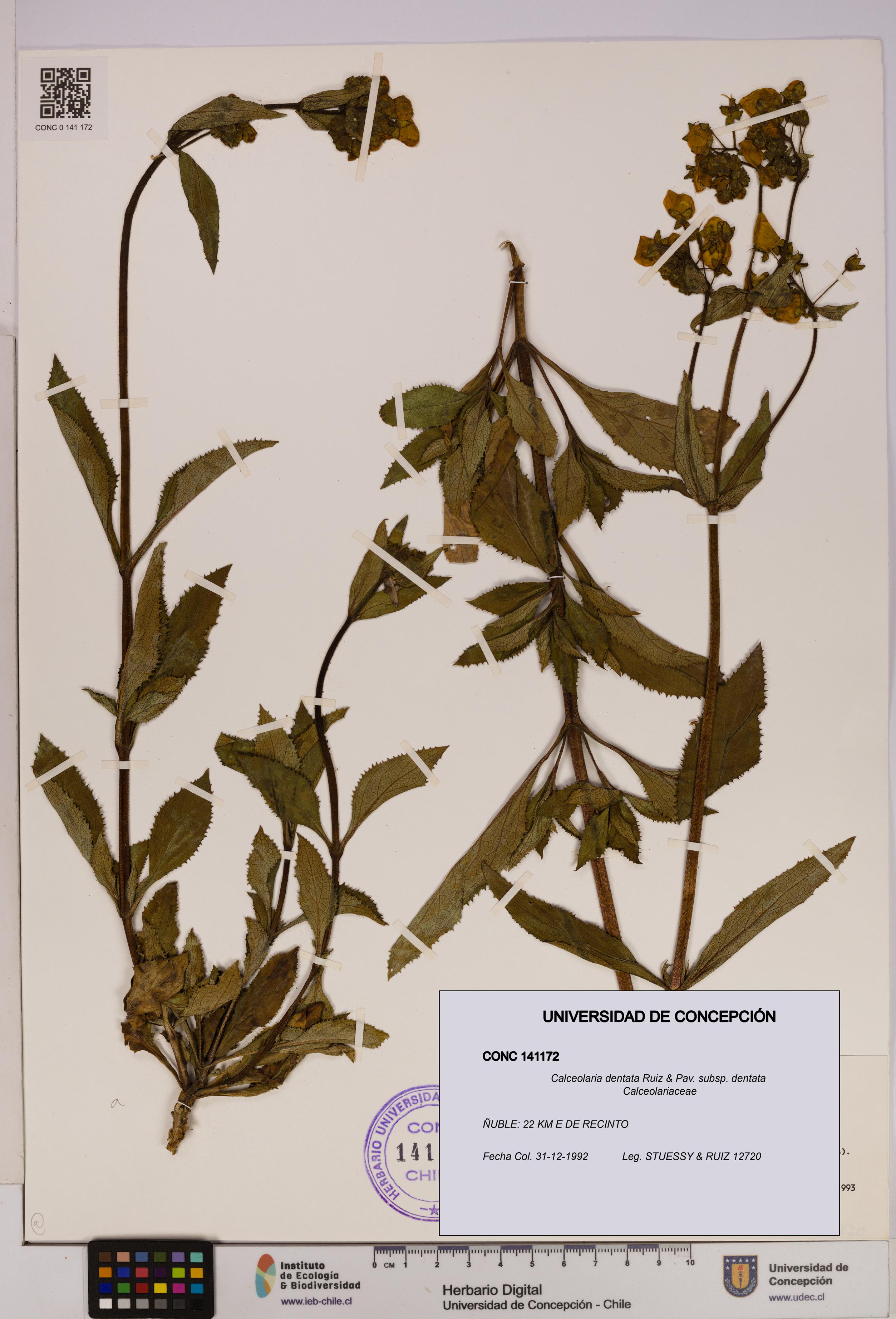 Calceolaria dentata subsp. dentata [Espécimen: UDEC:CONC:0141172]