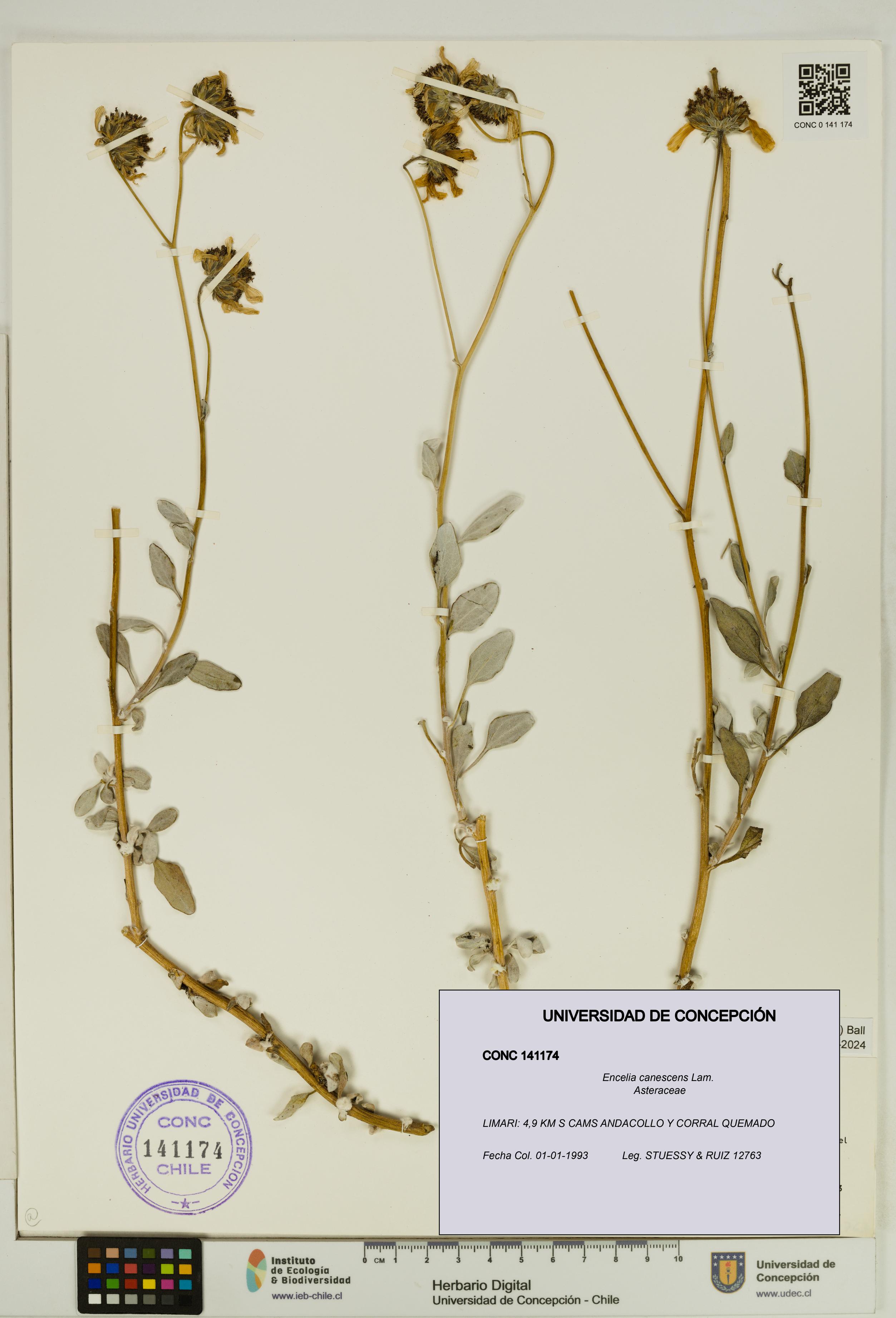 Encelia canescens [Espécimen: UDEC:CONC:0141174]