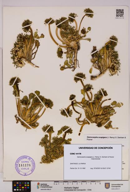 Gamocarpha scapigera [Espécimen: UDEC:CONC:0141178]