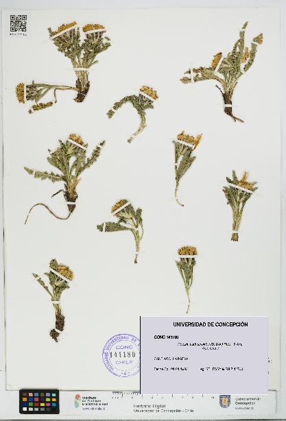 Perezia carthamoides [Espécimen: UDEC:CONC:0141180]