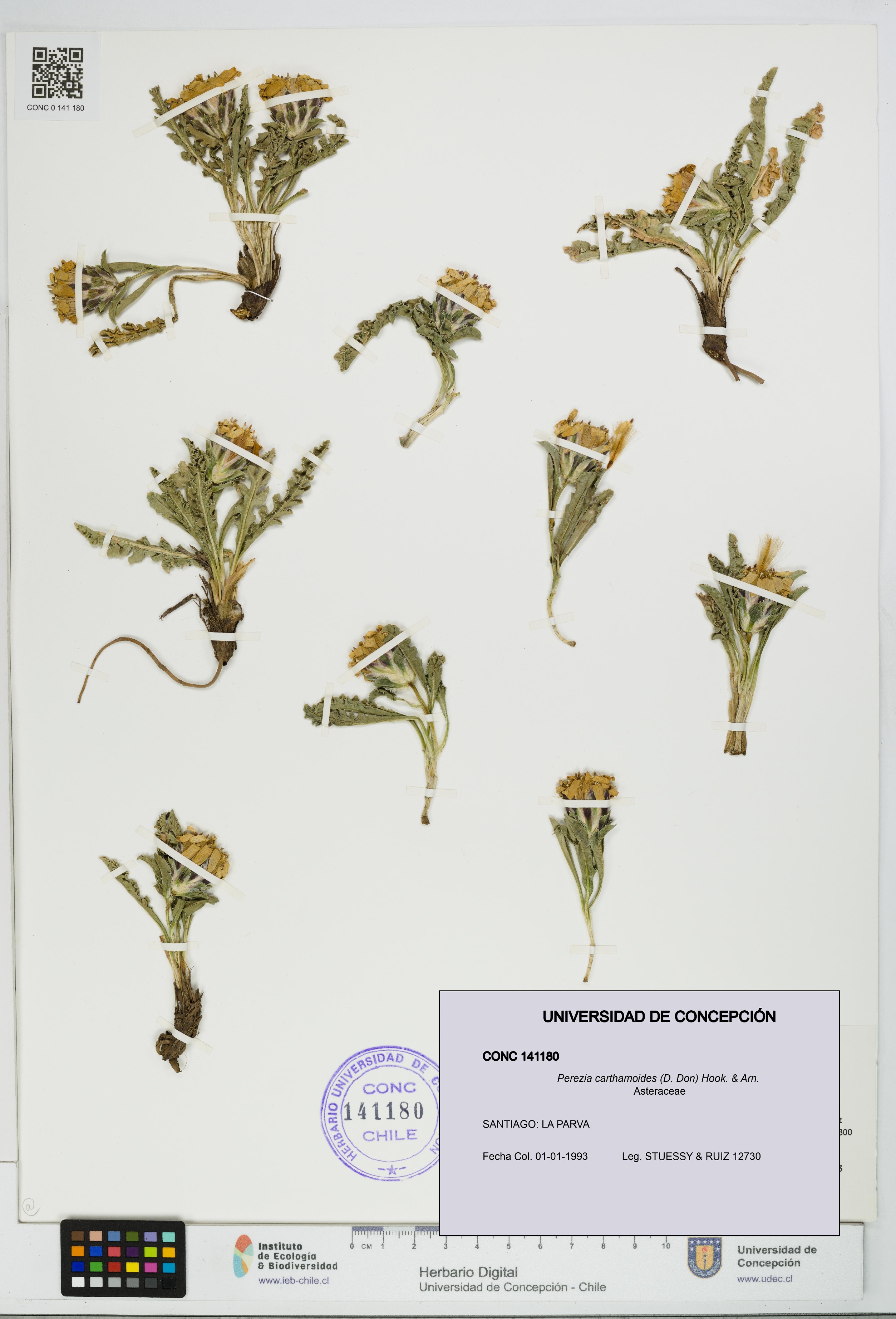 Perezia carthamoides [Espécimen: UDEC:CONC:0141180]