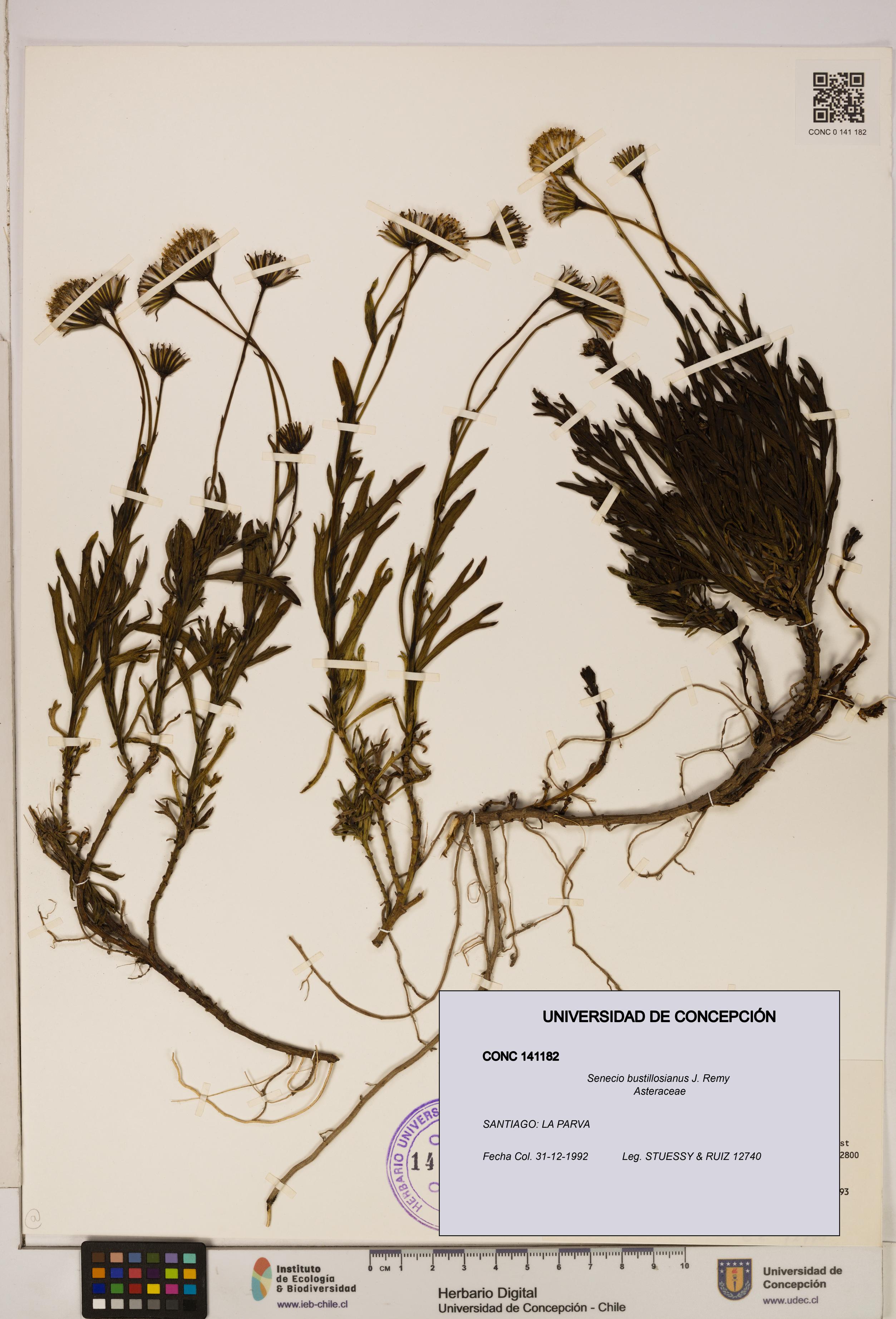 Senecio bustillosianus [Espécimen: UDEC:CONC:0141182]