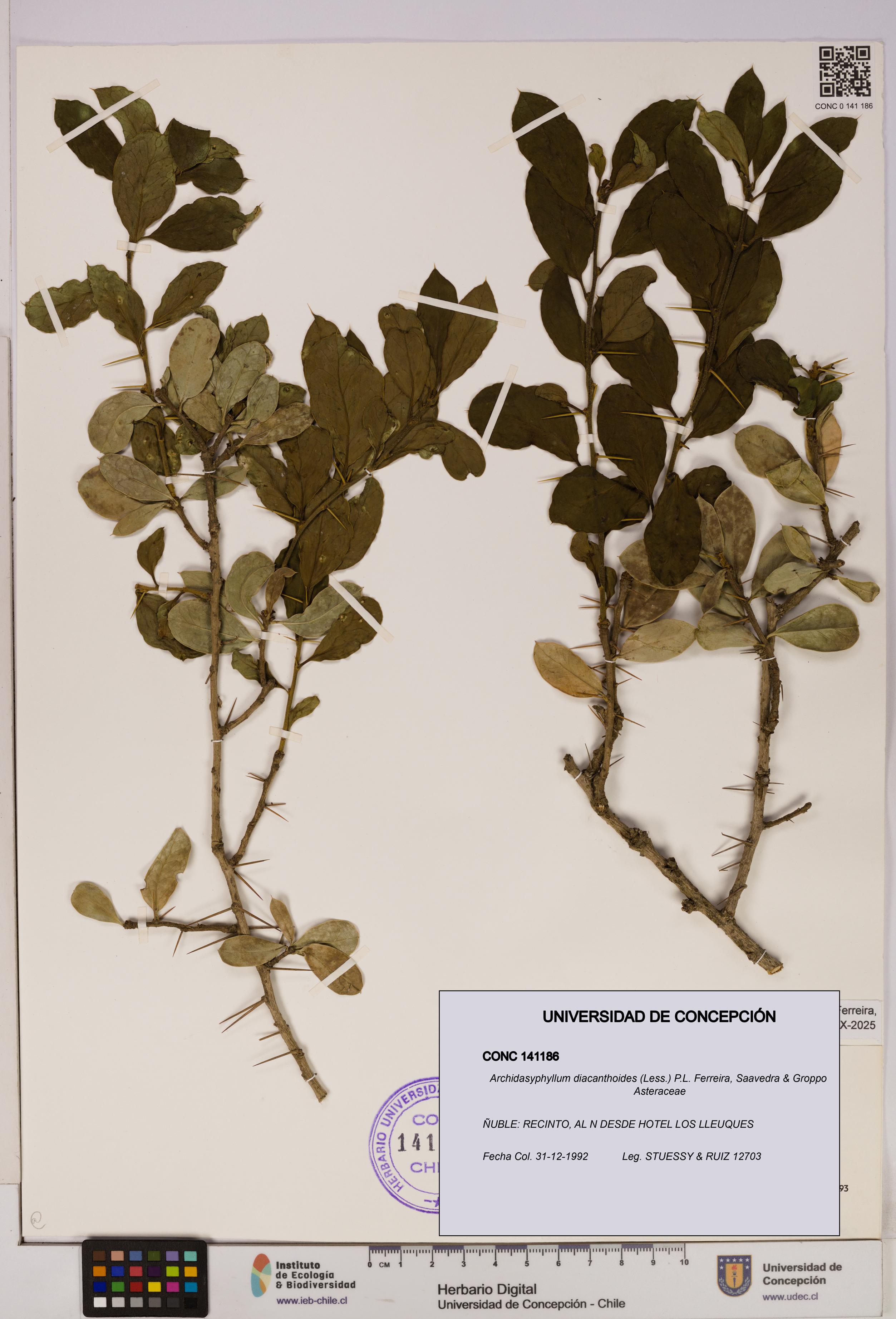 Archidasyphyllum diacanthoides [Espécimen: UDEC:CONC:0141186]