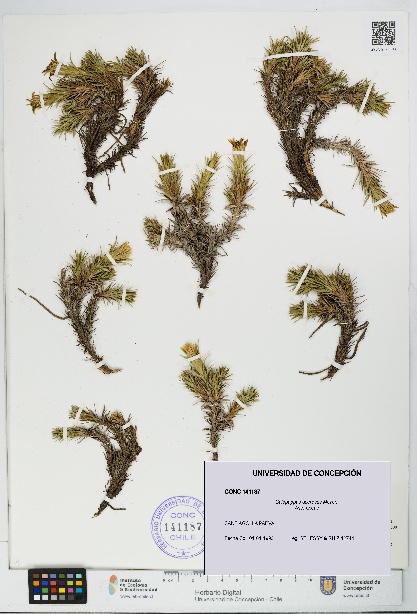 Calopappus acerosus [Espécimen: ]