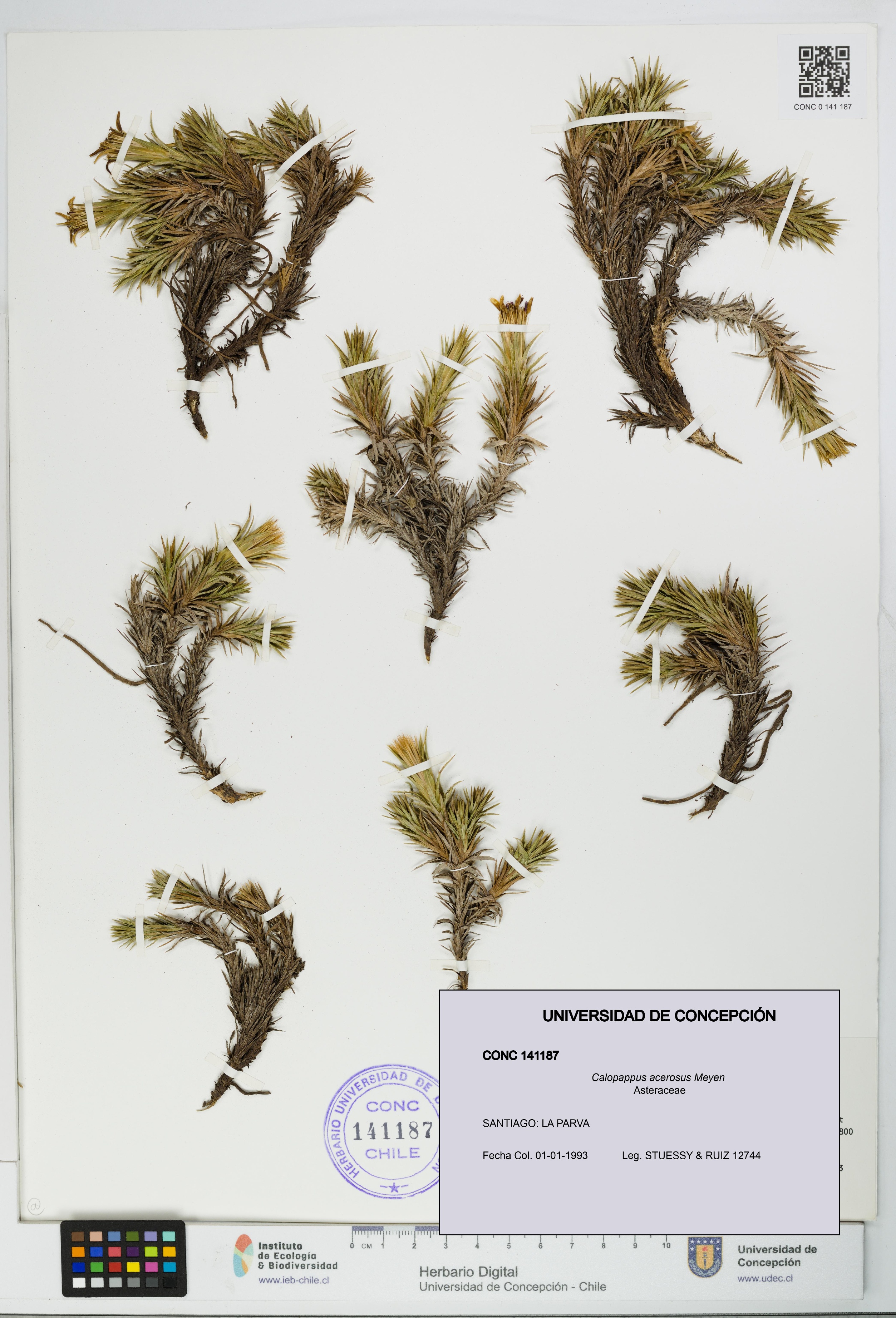 Calopappus acerosus [Espécimen: ]
