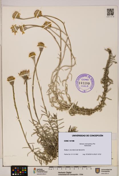 Senecio chionophilus [Espécimen: UDEC:CONC:0141189]