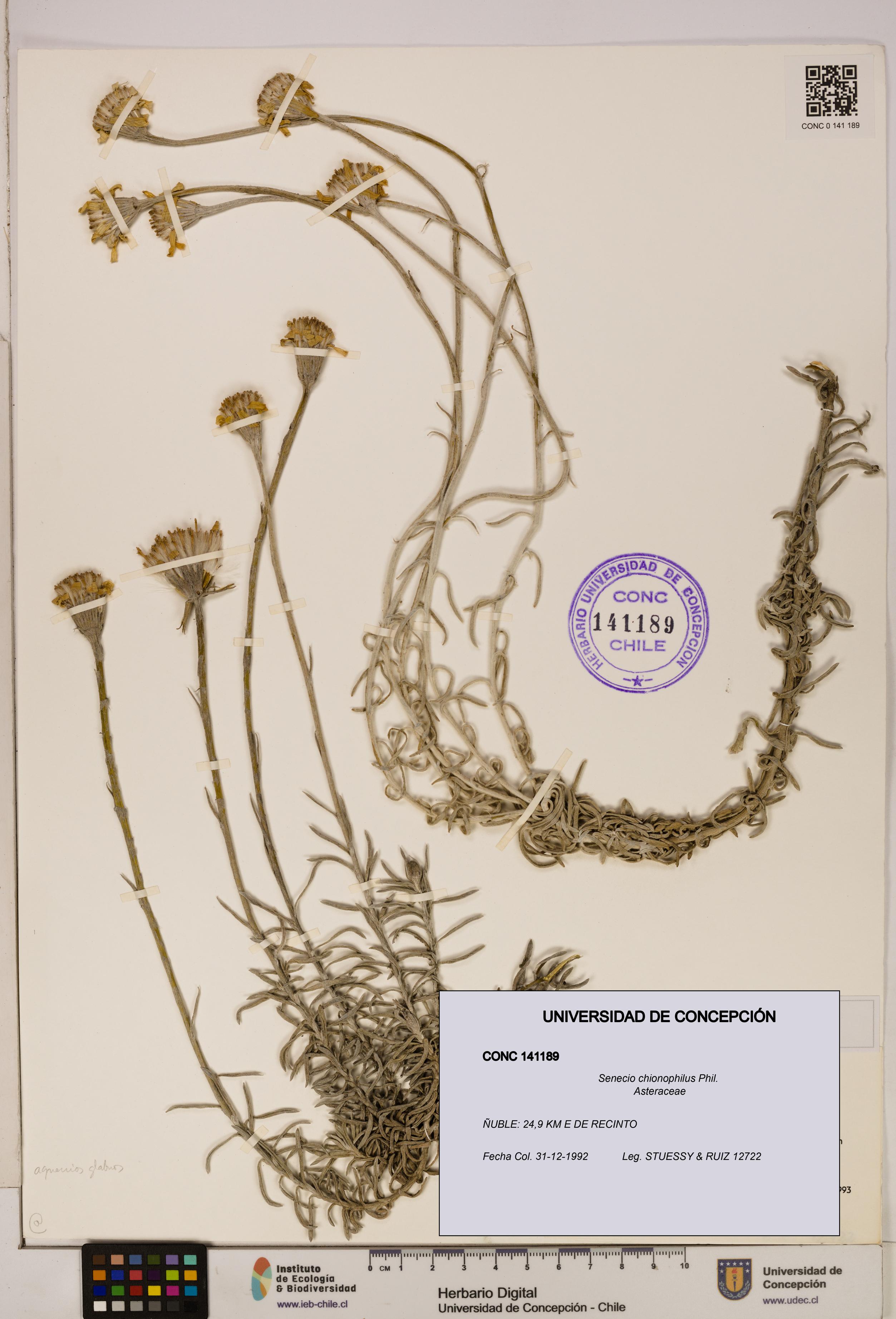 Senecio chionophilus [Espécimen: UDEC:CONC:0141189]
