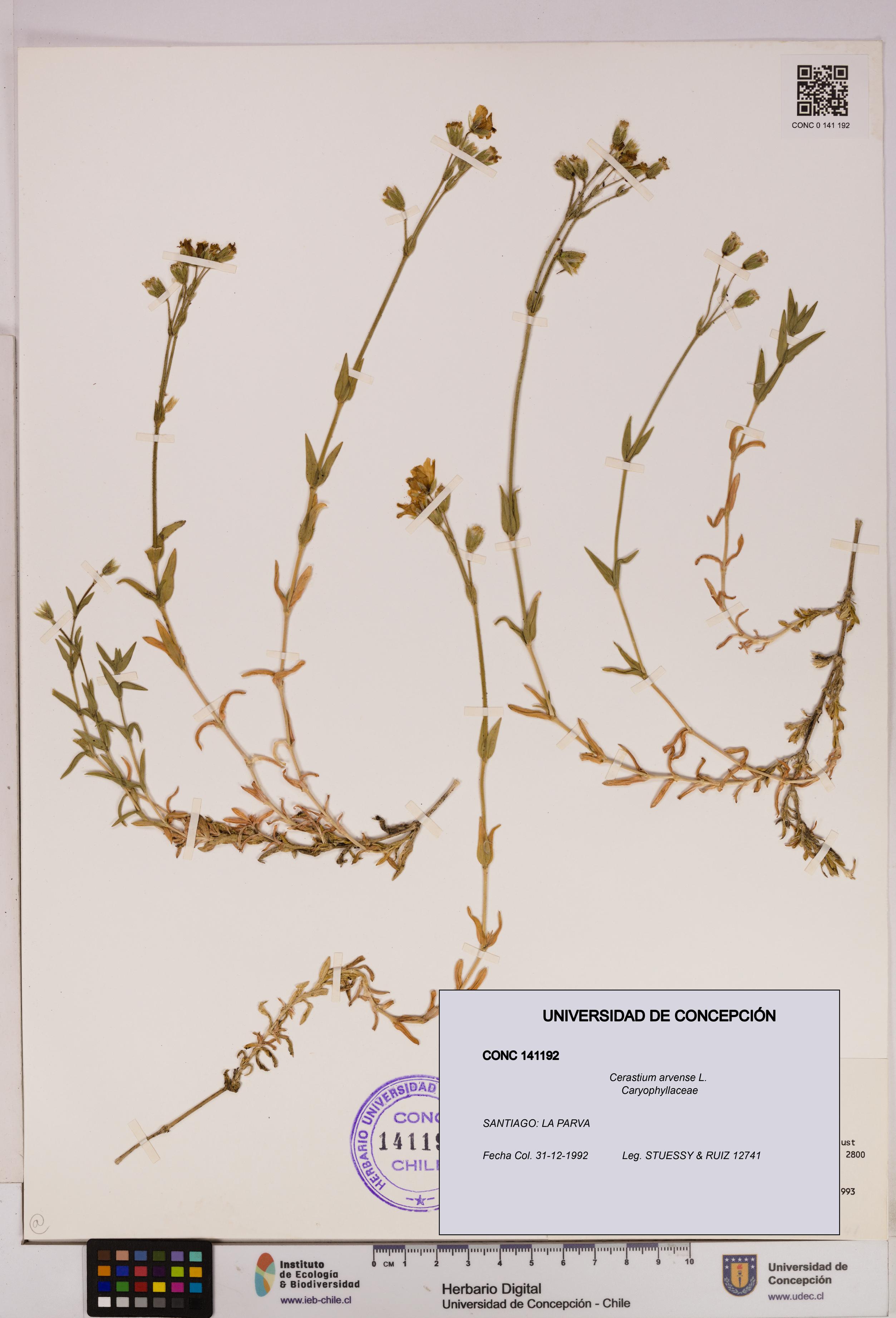 Cerastium arvense [Espécimen: UDEC:CONC:0141192]