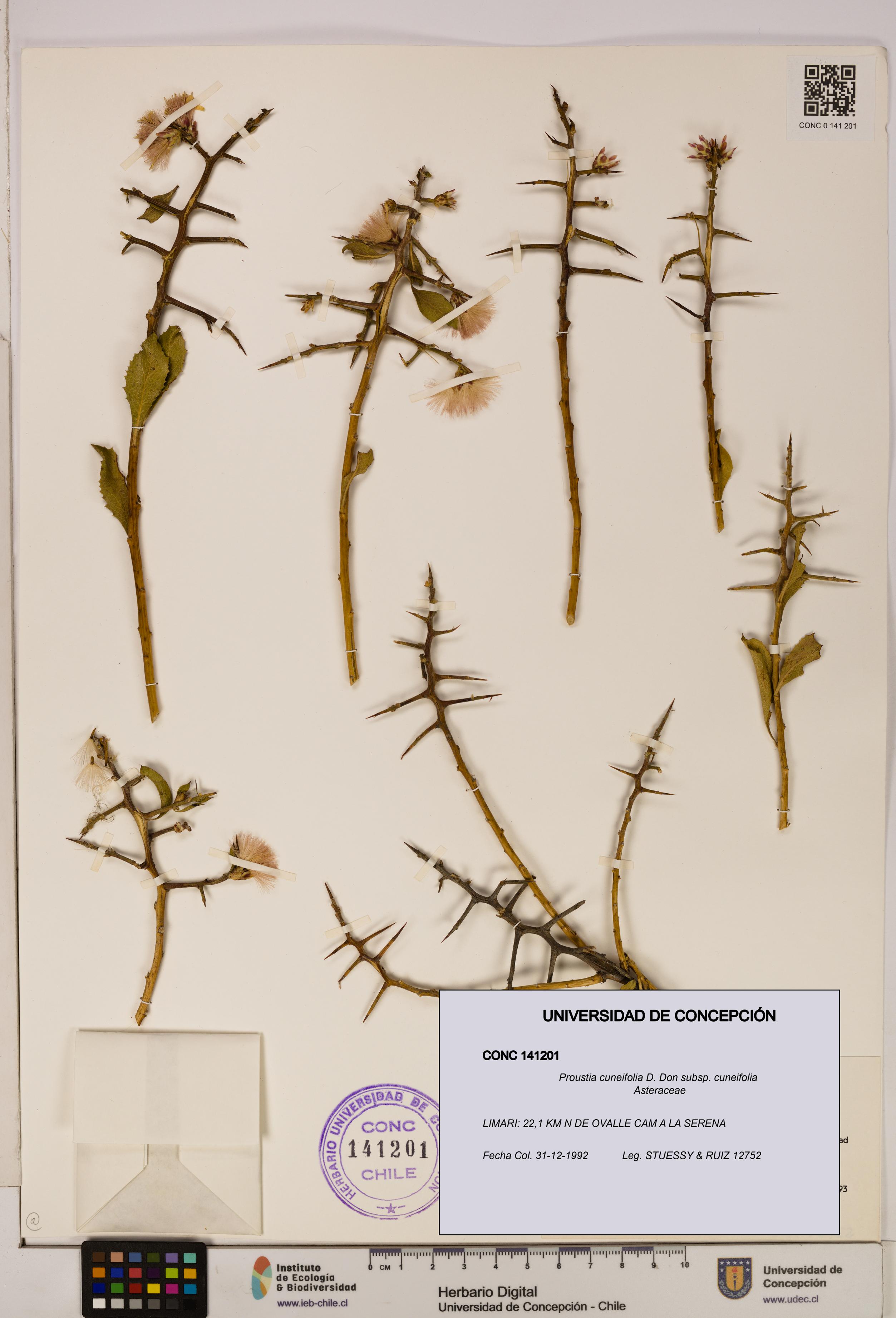 Proustia cuneifolia subsp. cuneifolia [Espécimen: UDEC:CONC:0141201]