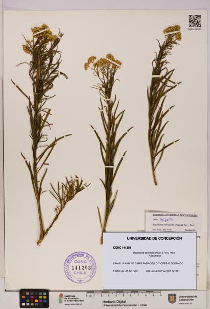 Baccharis salicifolia [Espécimen: UDEC:CONC:0141203]