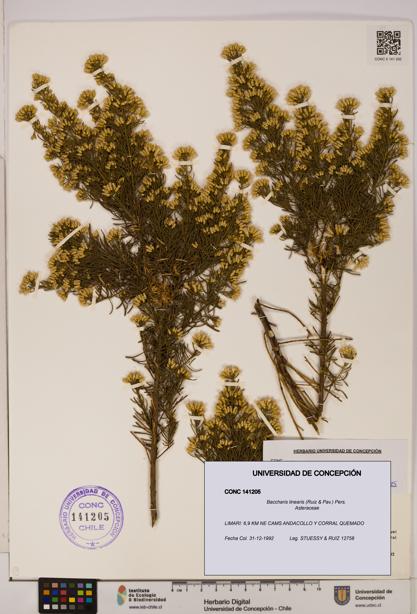 Baccharis linearis [Espécimen: UDEC:CONC:0141205]
