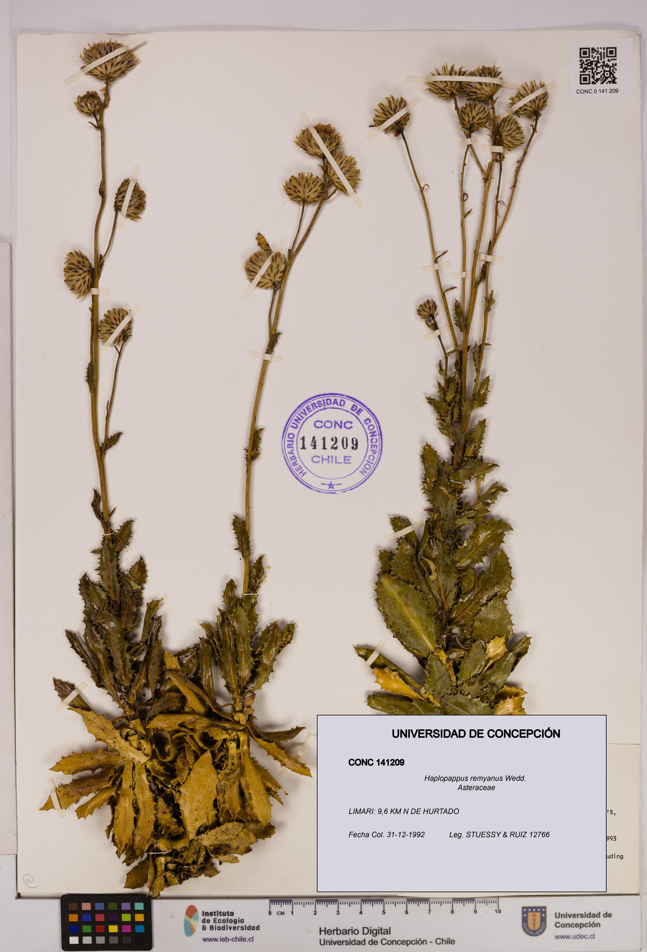 Haplopappus remyanus [Espécimen: UDEC:CONC:0141209]