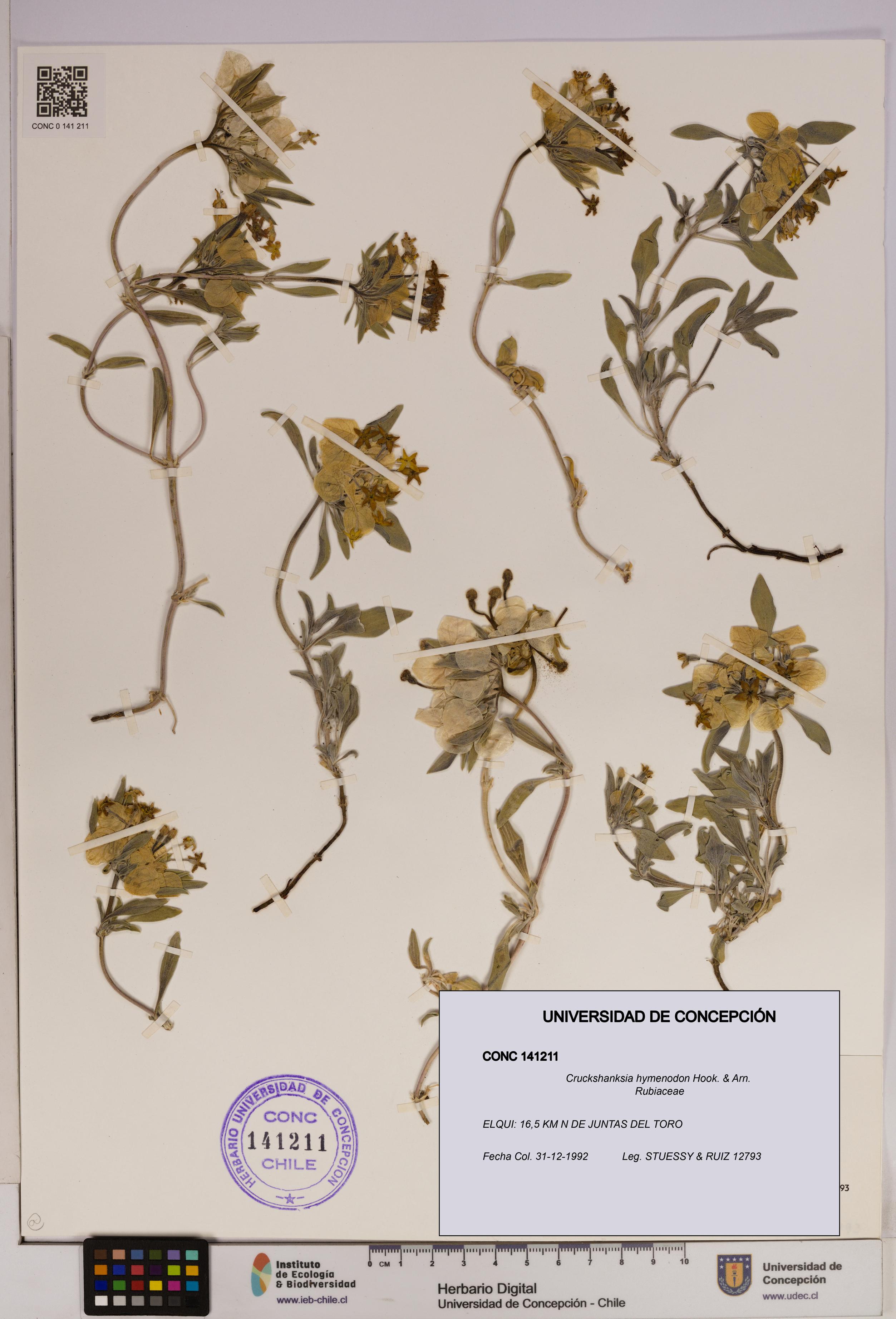 Cruckshanksia hymenodon [Espécimen: UDEC:CONC:0141211]