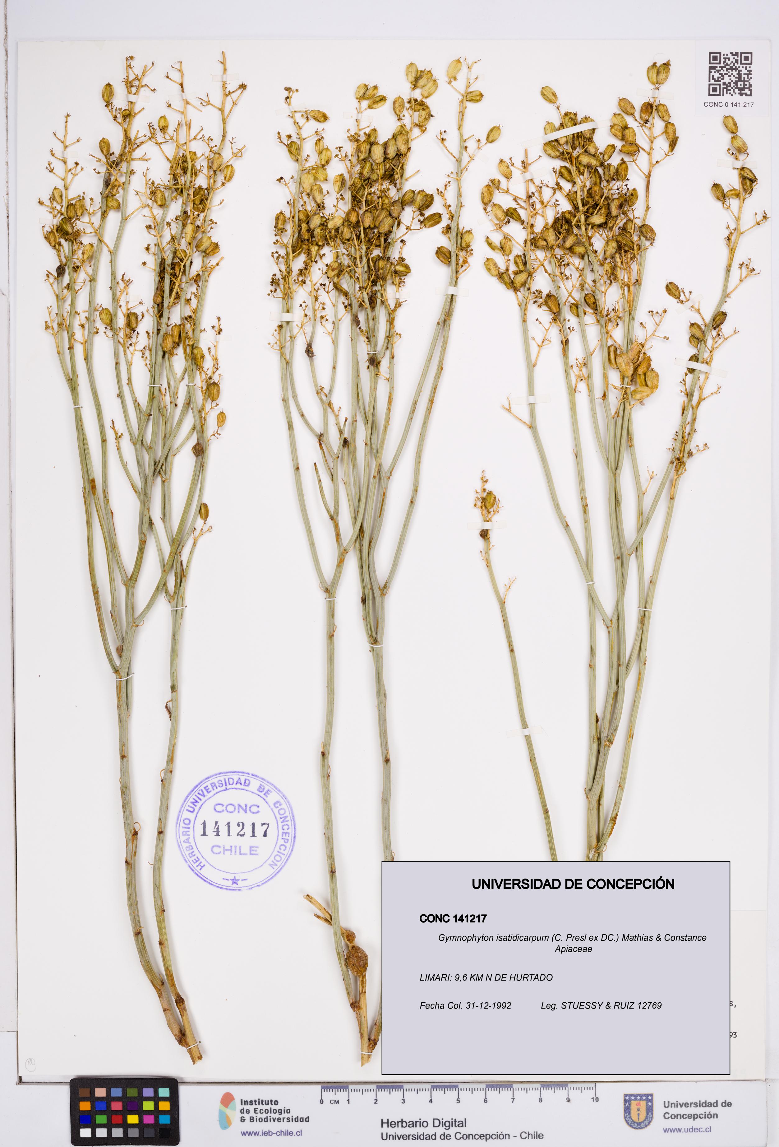 Gymnophyton isatidicarpum [Espécimen: ]