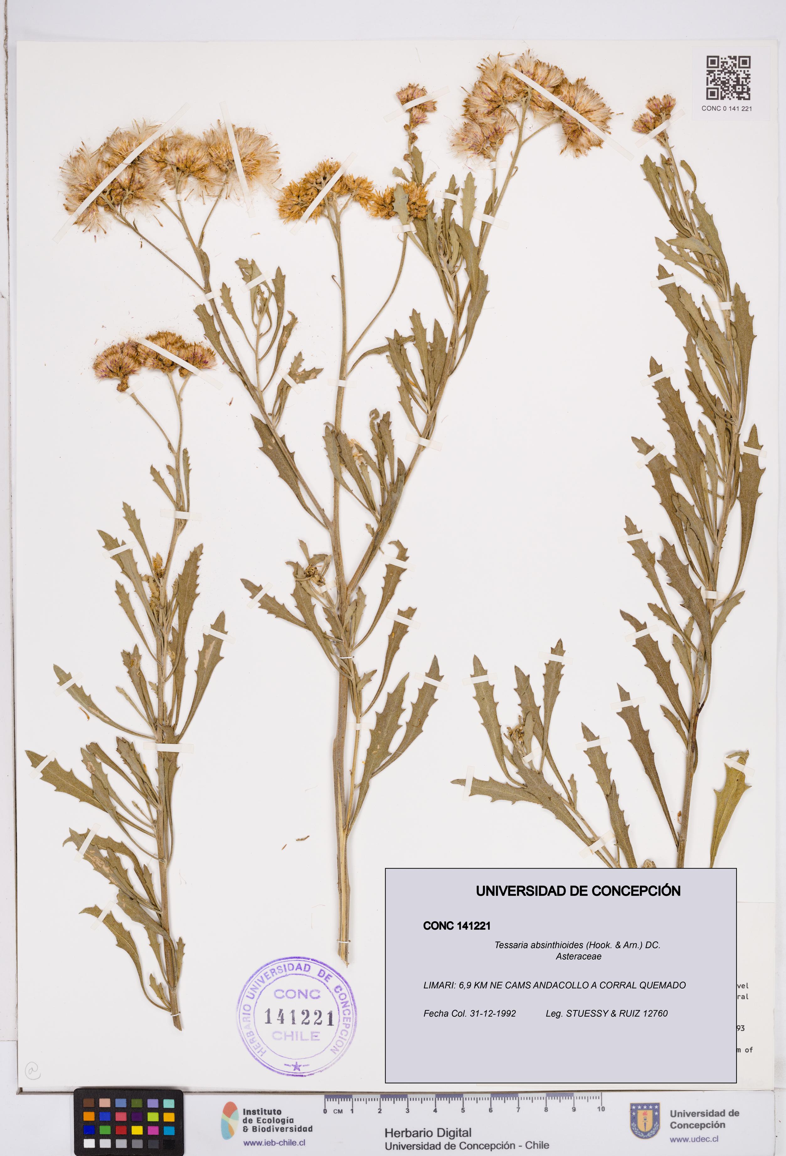 Tessaria absinthioides [Espécimen: ]