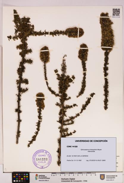 Ophryosporus triangularis [Espécimen: UDEC:CONC:0141222]
