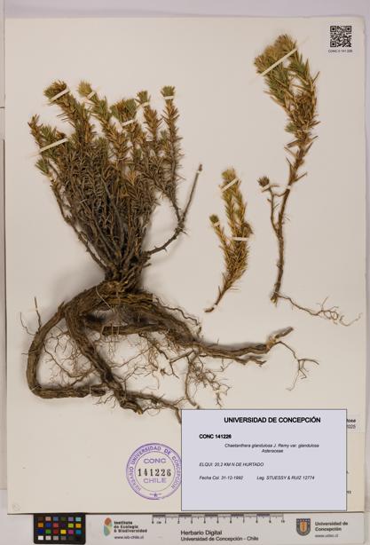 Chaetanthera glandulosa var. glandulosa [Espécimen: UDEC:CONC:0141226]