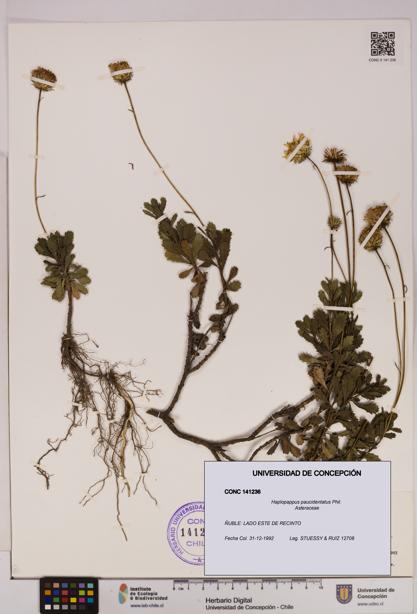 Haplopappus paucidentatus [Espécimen: UDEC:CONC:0141236]