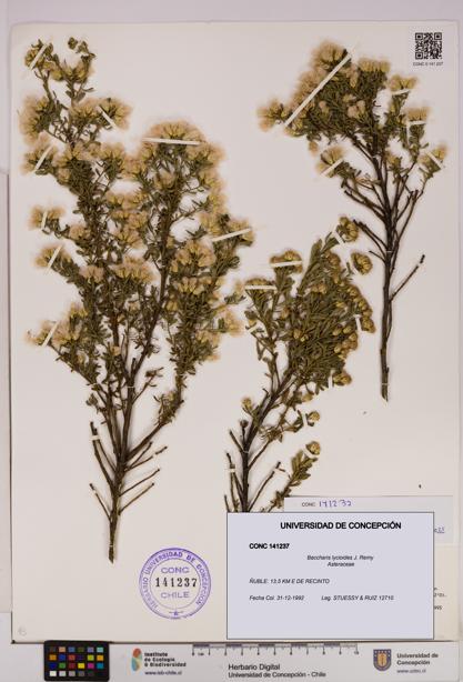 Baccharis lycioides [Espécimen: UDEC:CONC:0141237]