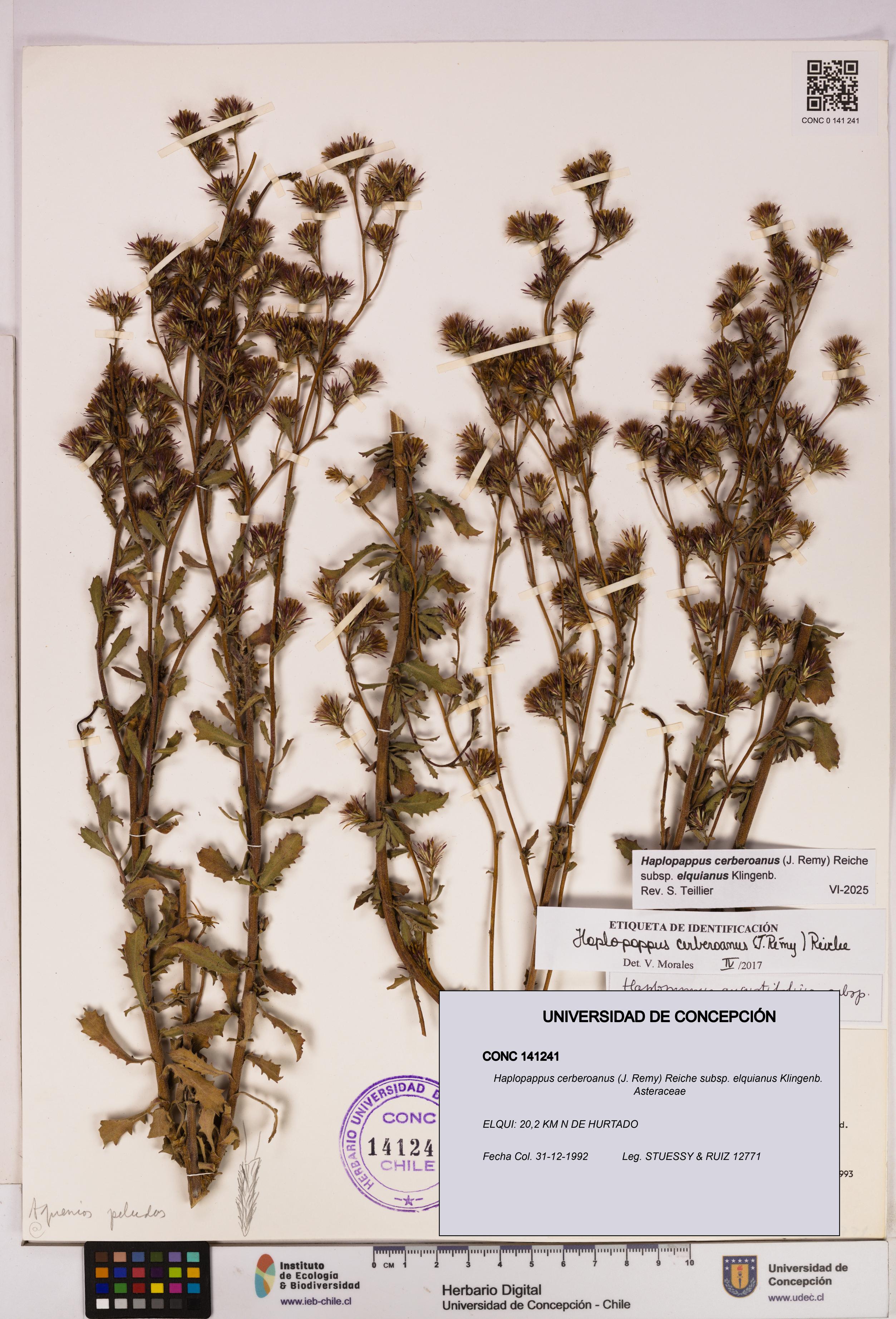 Haplopappus cerberoanus subsp. elquianus [Espécimen: UDEC:CONC:0141241]