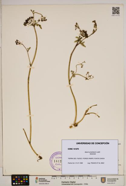 Apium prostratum [Espécimen: ]