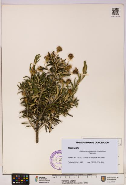 Chiliotrichum diffusum [Espécimen: UDEC:CONC:0141278]