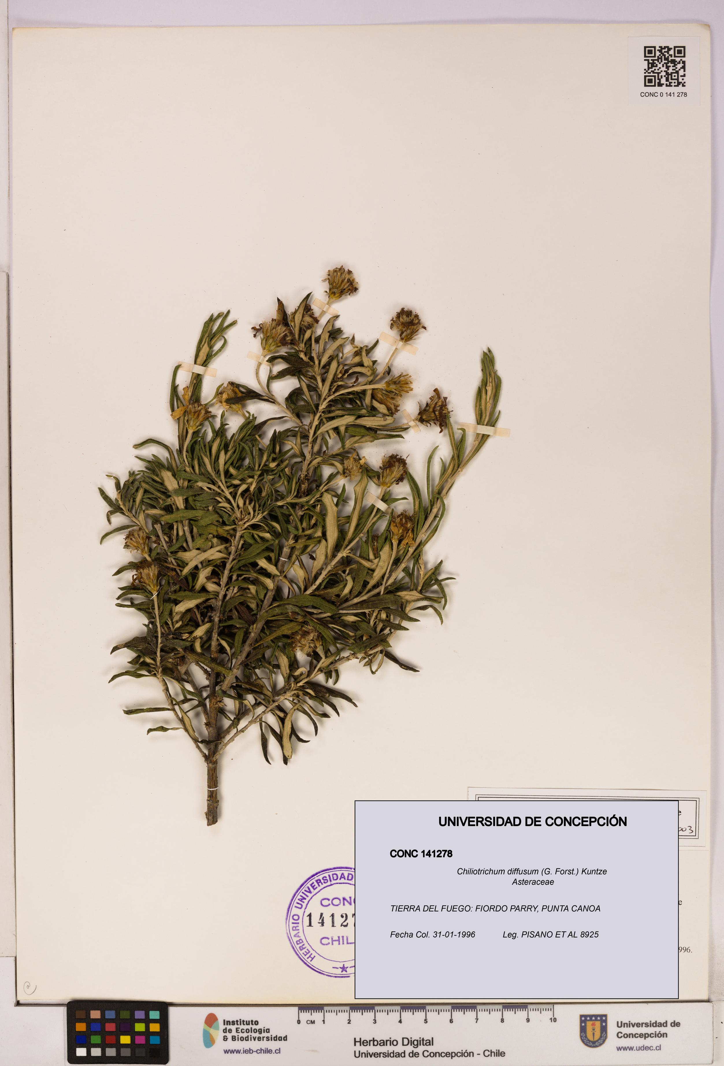 Chiliotrichum diffusum [Espécimen: UDEC:CONC:0141278]