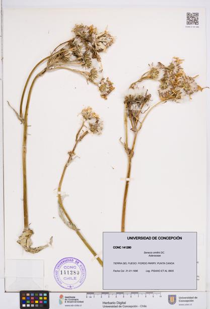 Senecio smithii [Espécimen: ]