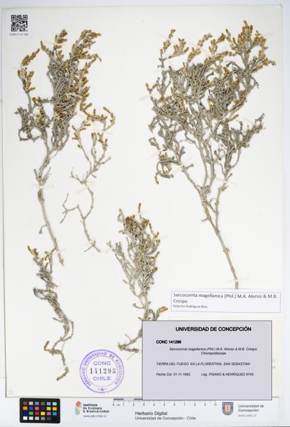 Sarcocornia magellanica [Espécimen: UDEC:CONC:0141296]