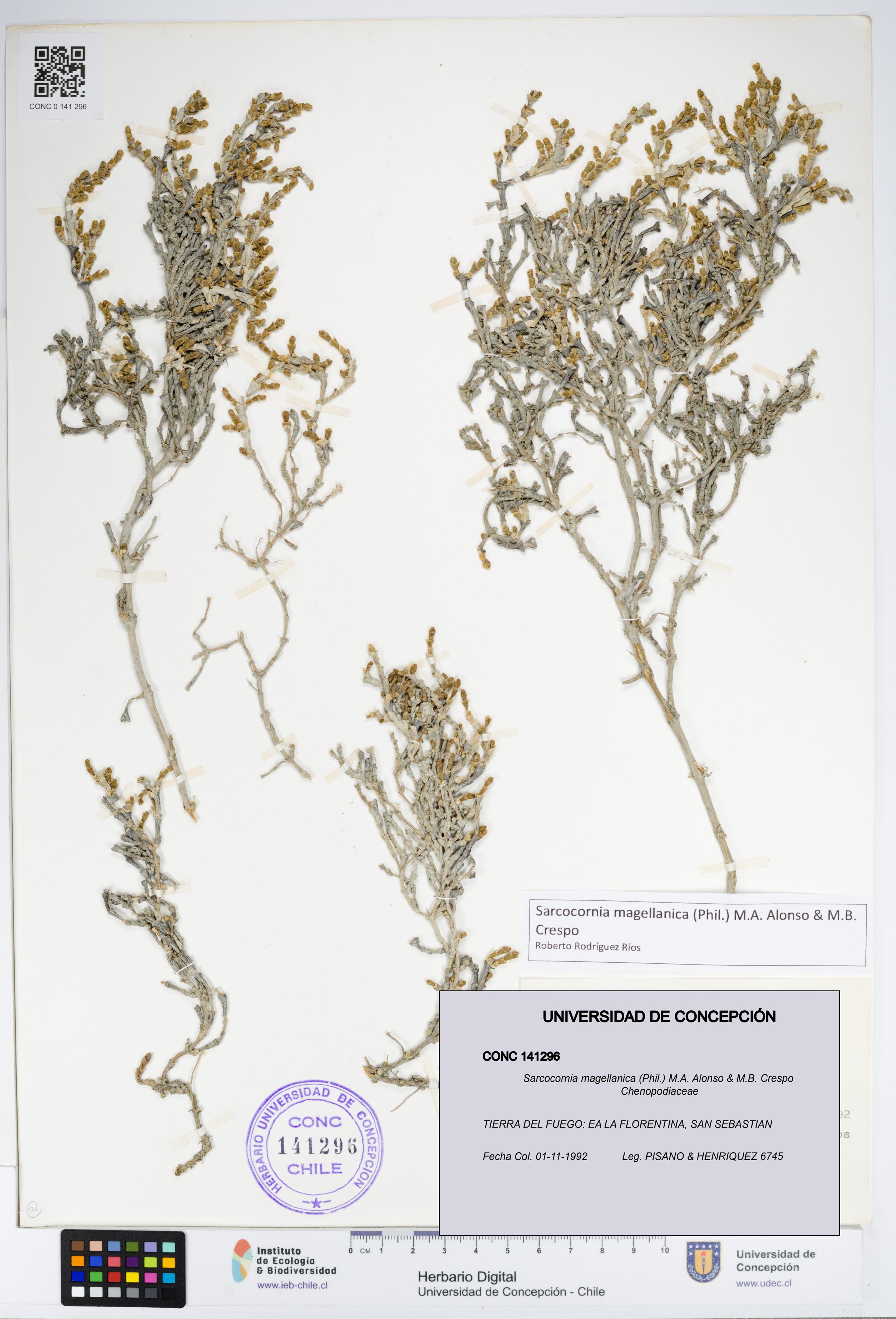 Sarcocornia magellanica [Espécimen: UDEC:CONC:0141296]