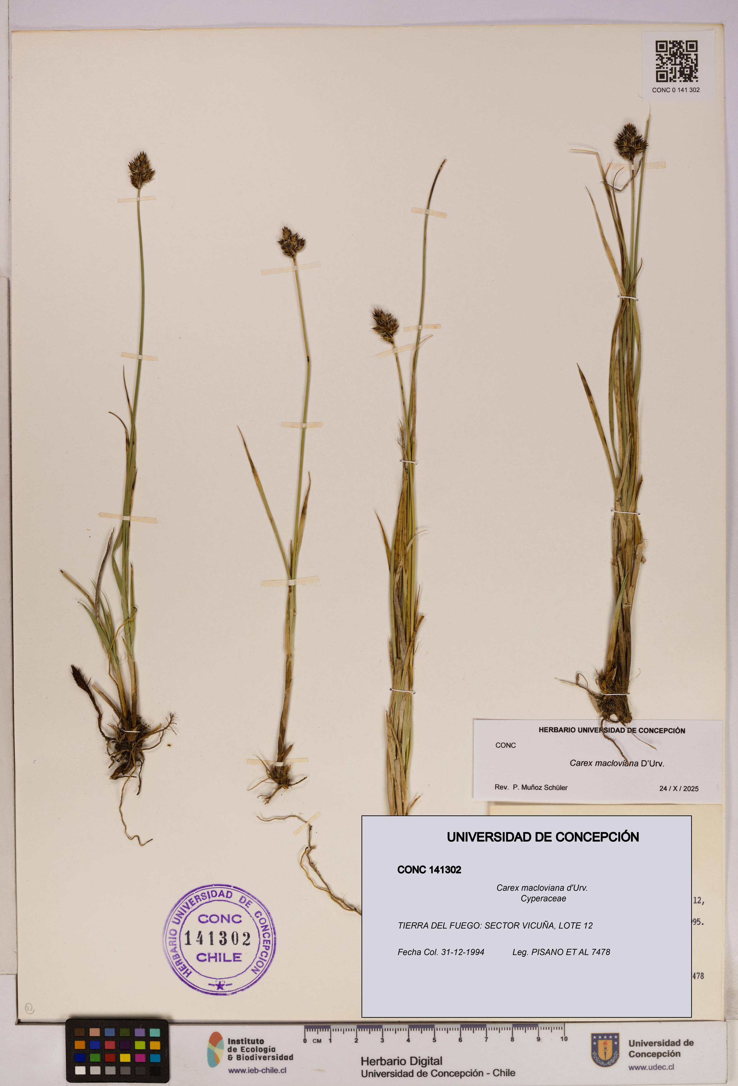 Carex macloviana [Espécimen: UDEC:CONC:0141302]