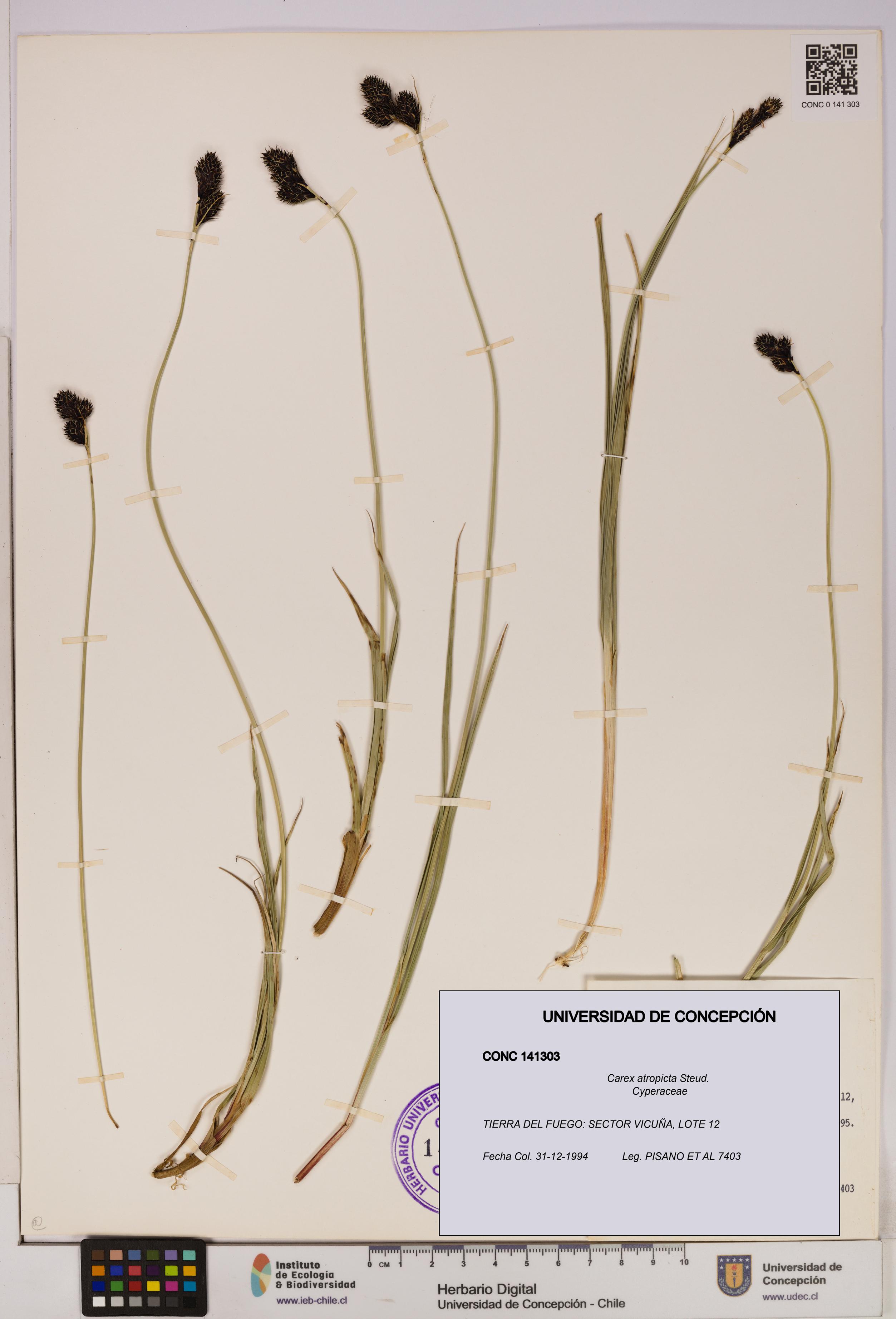 Carex atropicta [Espécimen: UDEC:CONC:0141303]