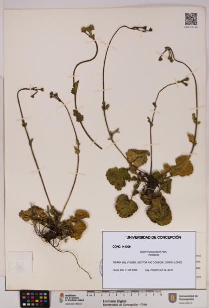 Geum involucratum [Espécimen: UDEC:CONC:0141306]