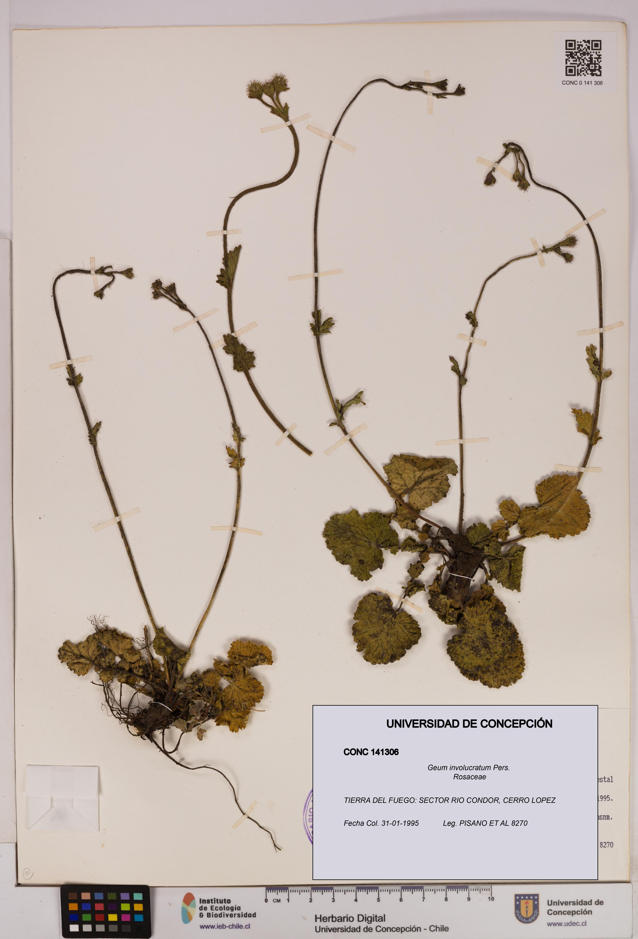 Geum involucratum [Espécimen: UDEC:CONC:0141306]