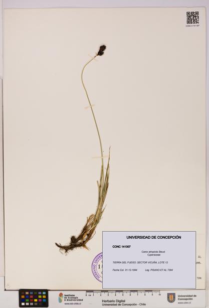 Carex atropicta [Espécimen: UDEC:CONC:0141307]
