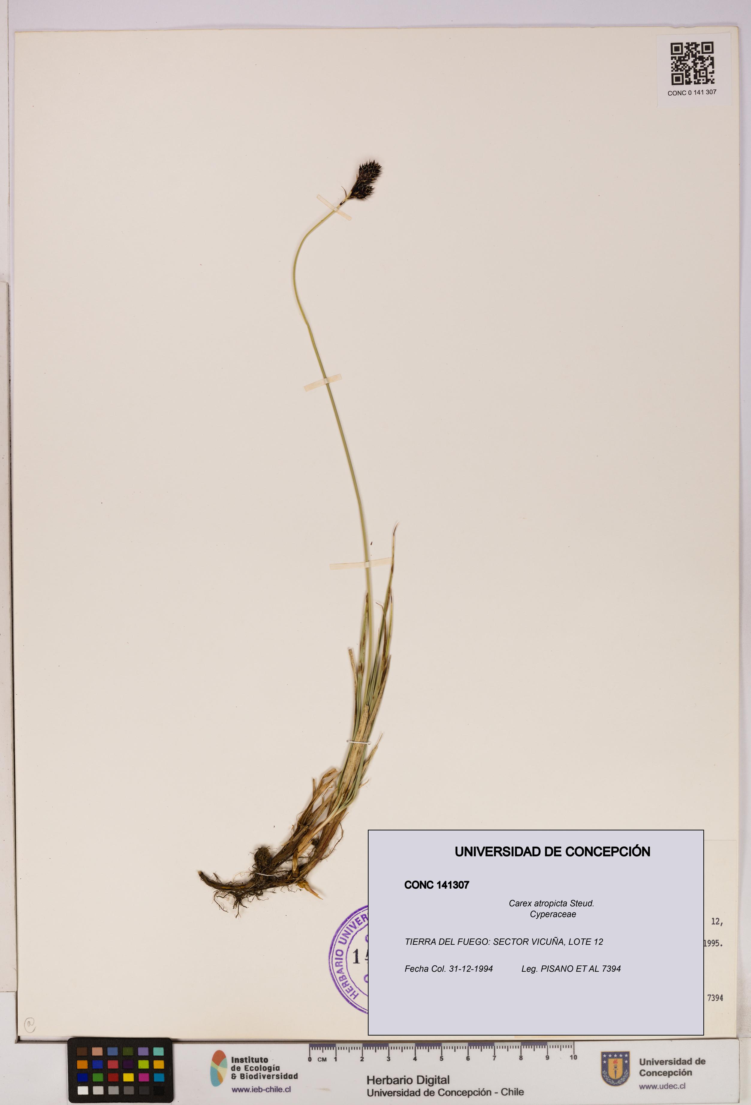 Carex atropicta [Espécimen: UDEC:CONC:0141307]