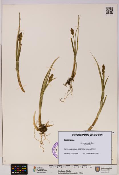 Carex gayana [Espécimen: UDEC:CONC:0141308]