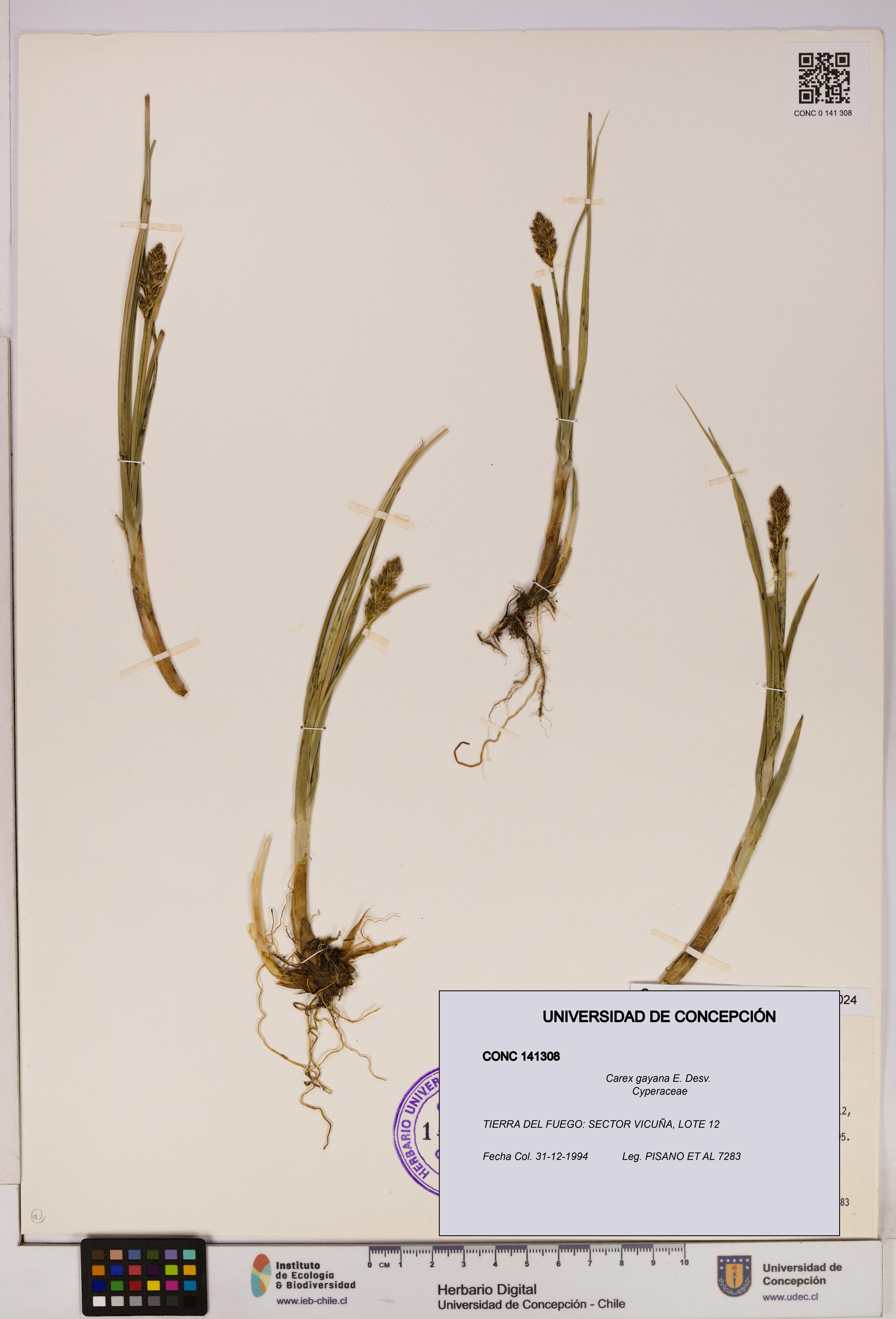 Carex gayana [Espécimen: UDEC:CONC:0141308]