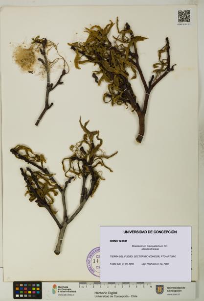 Misodendrum brachystachium [Espécimen: UDEC:CONC:0141311]