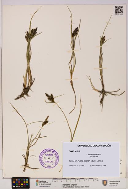 Carex atropicta [Espécimen: UDEC:CONC:0141317]