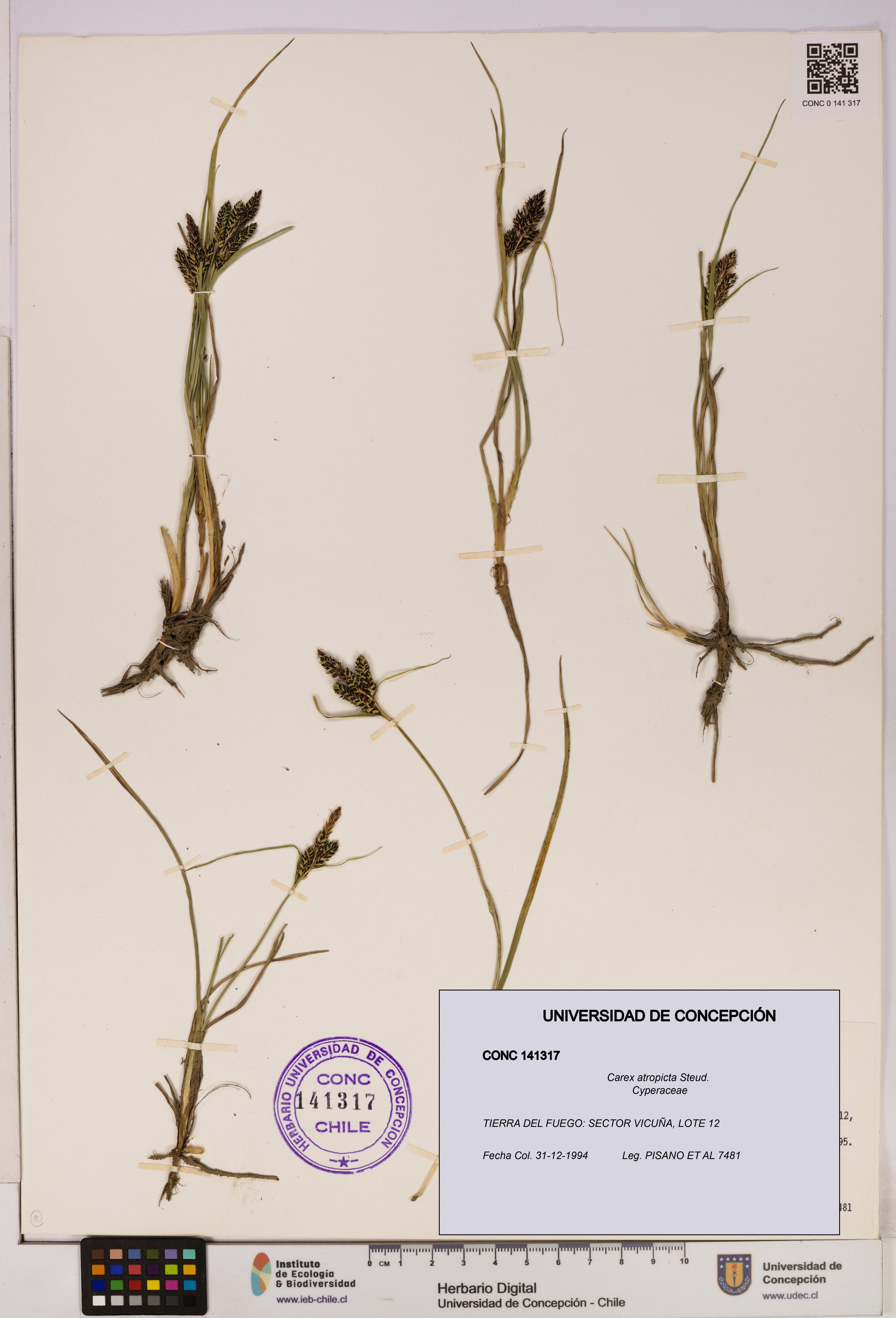 Carex atropicta [Espécimen: UDEC:CONC:0141317]