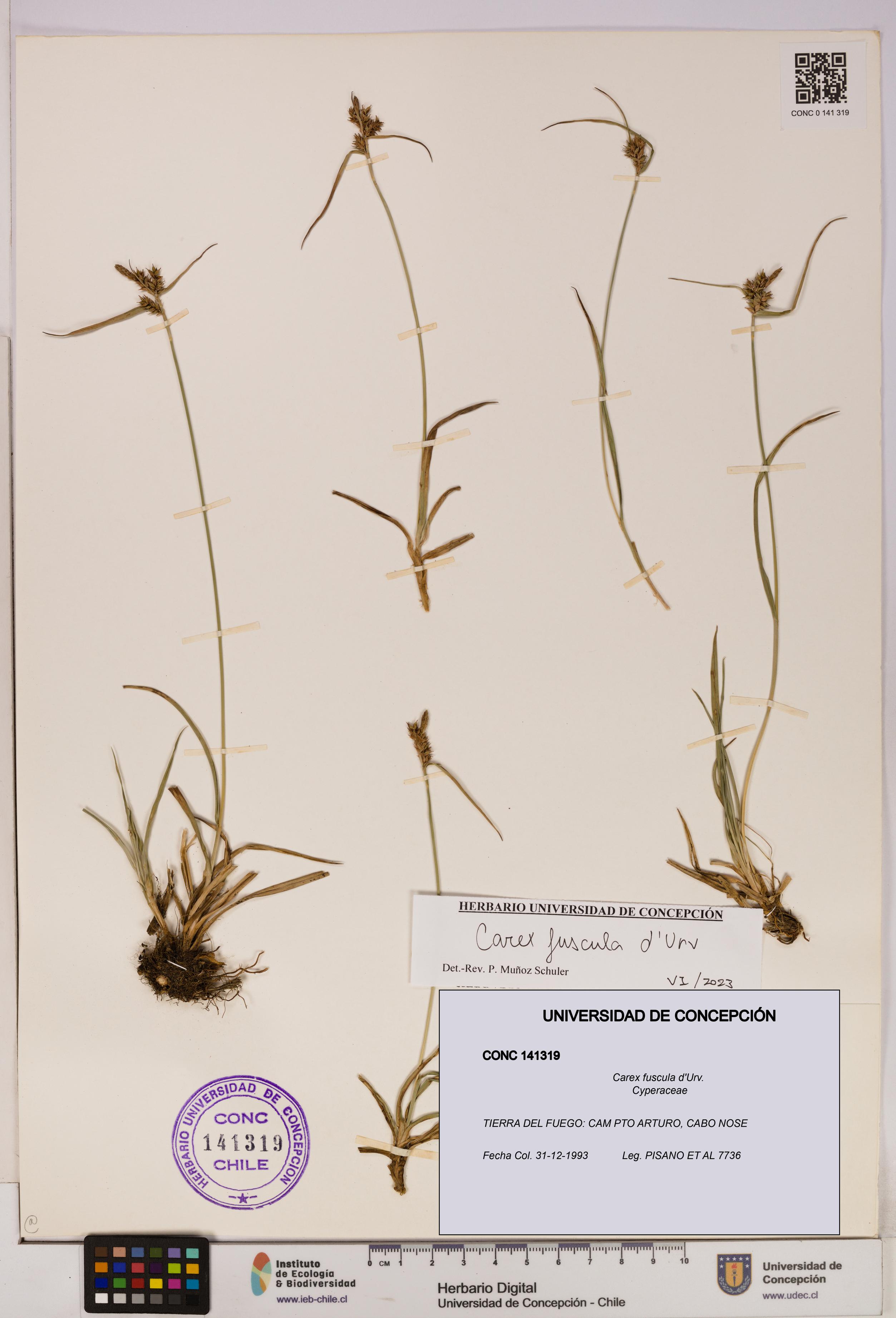 Carex fuscula [Espécimen: UDEC:CONC:0141319]