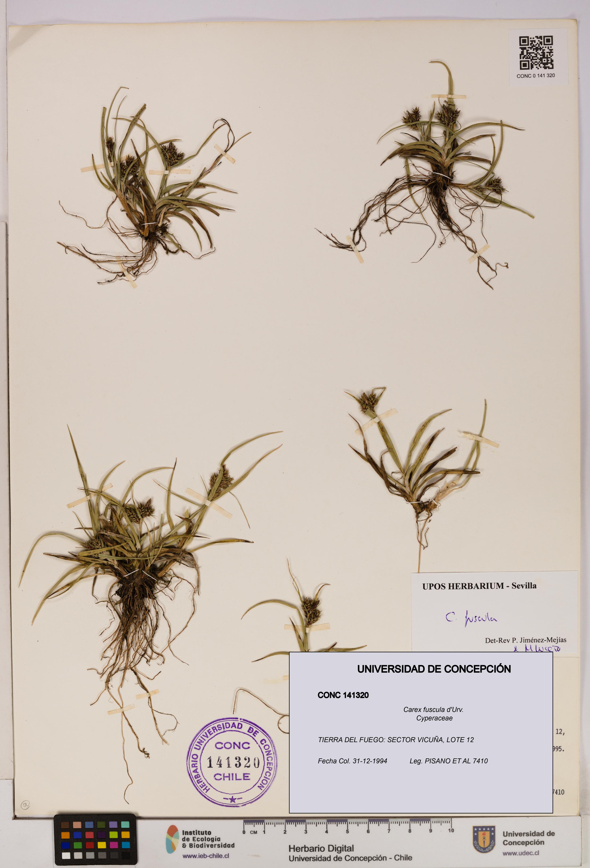 Carex fuscula [Espécimen: UDEC:CONC:0141320]