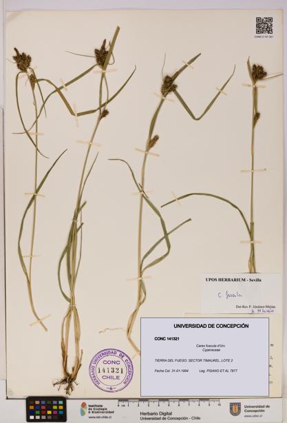 Carex fuscula [Espécimen: UDEC:CONC:0141321]