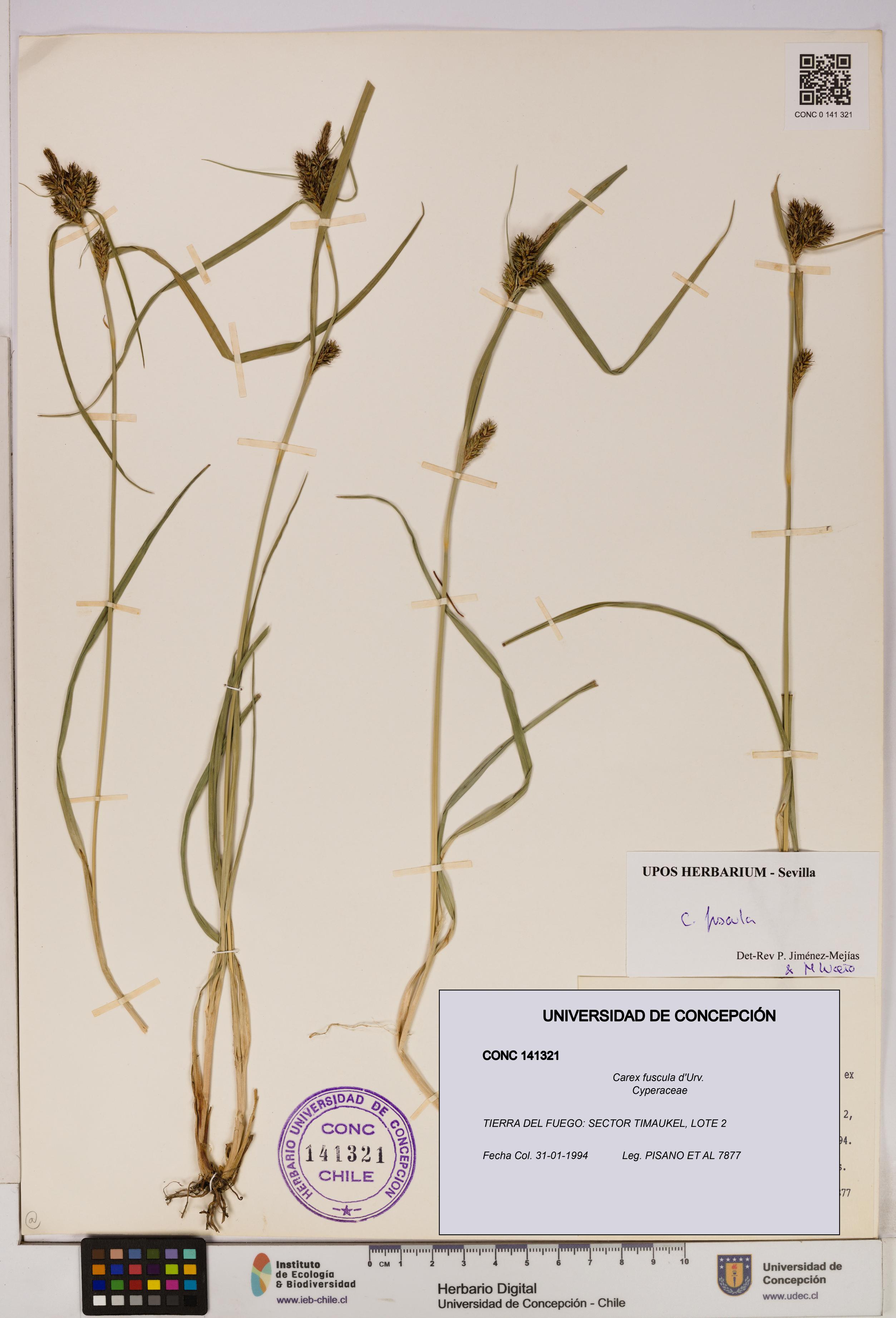 Carex fuscula [Espécimen: UDEC:CONC:0141321]