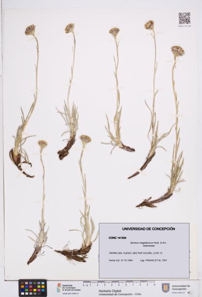 Senecio magellanicus [Espécimen: ]