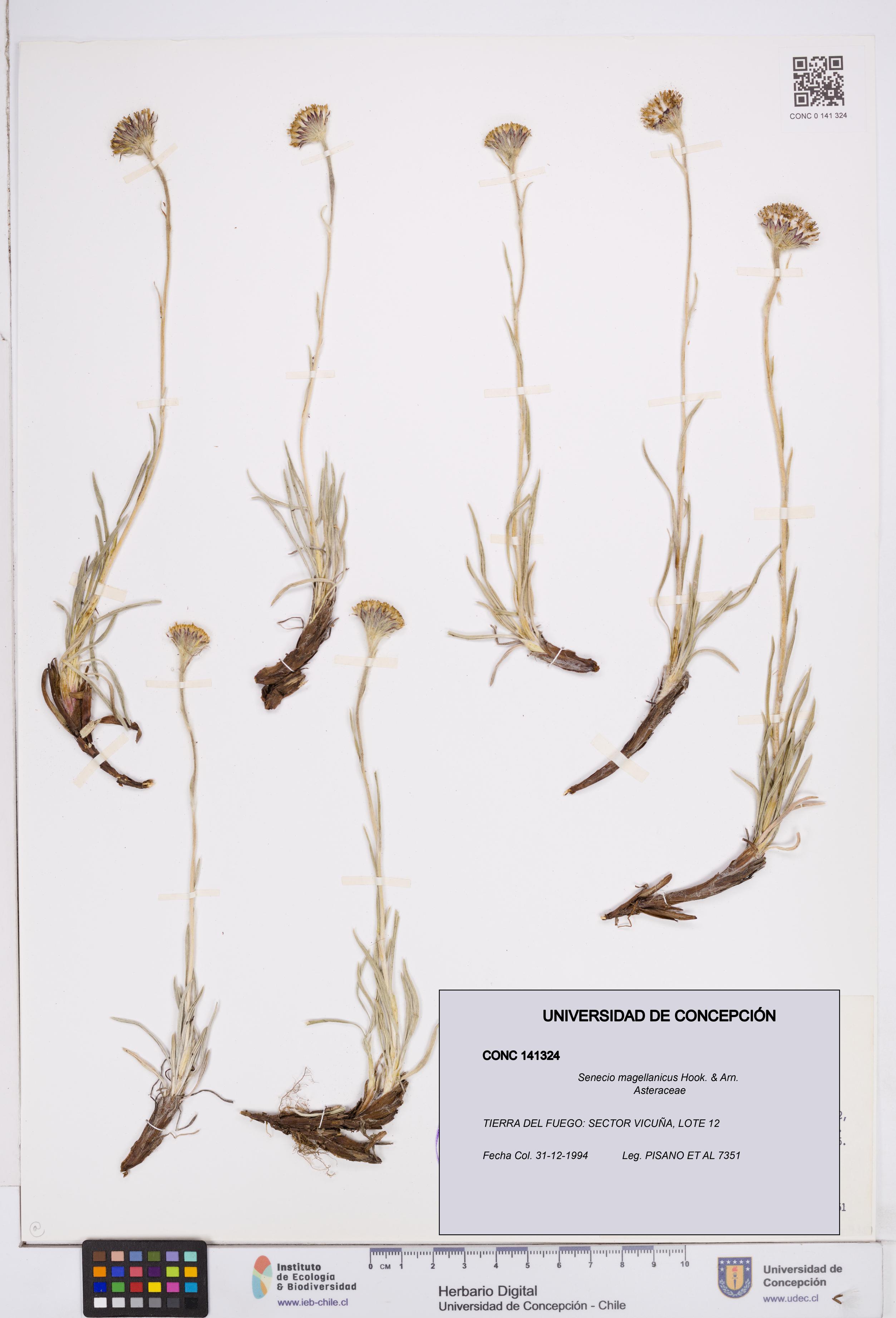 Senecio magellanicus [Espécimen: ]