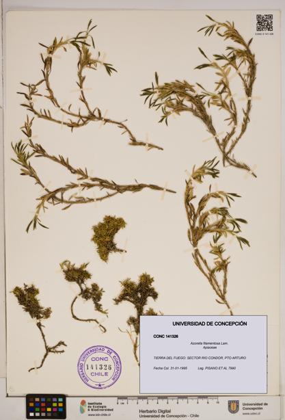 Azorella filamentosa [Espécimen: ]
