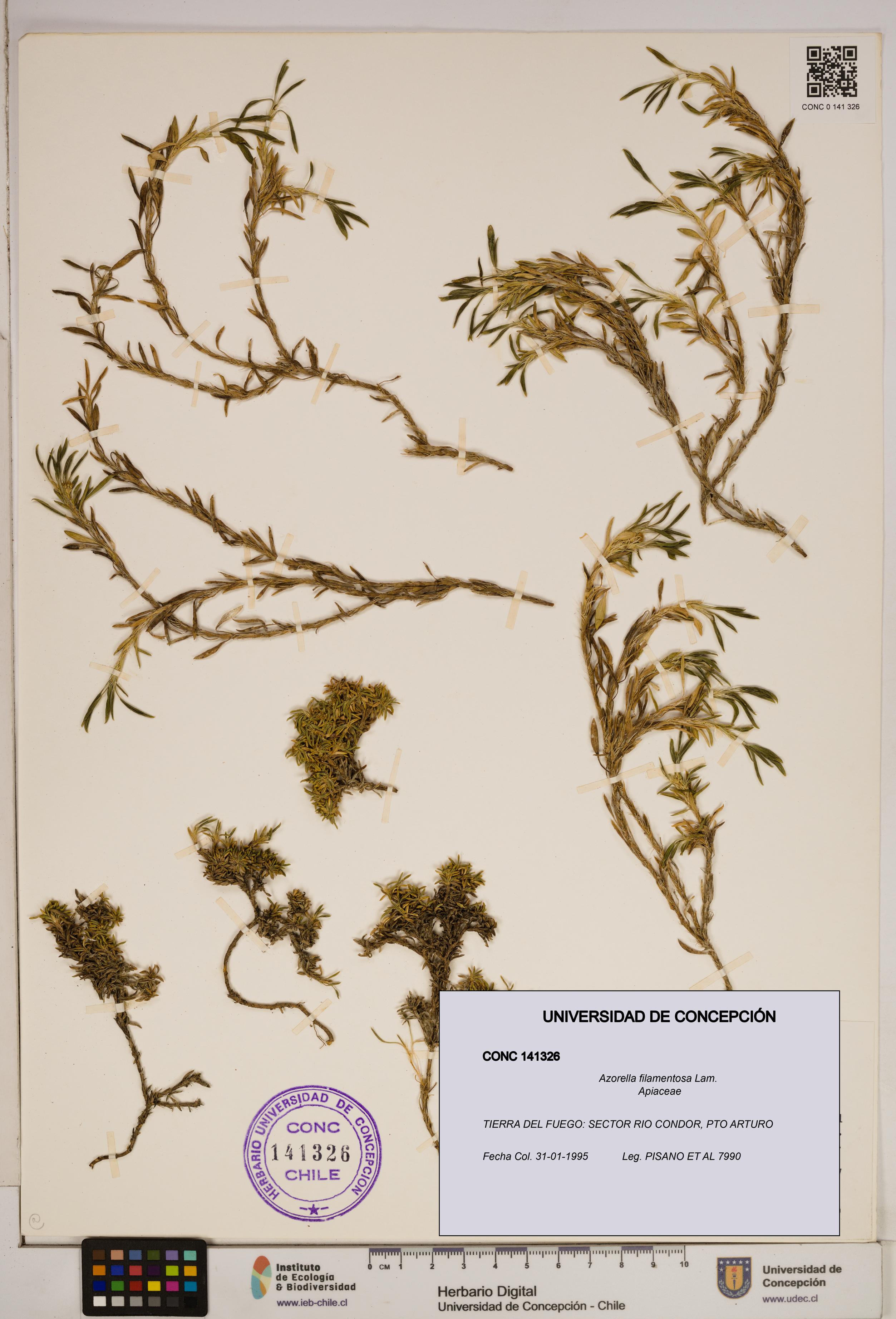 Azorella filamentosa [Espécimen: ]